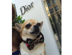 Chilliwawa Stylish Dog at Dior