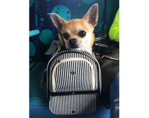 Dog blog new Chihuahua bag