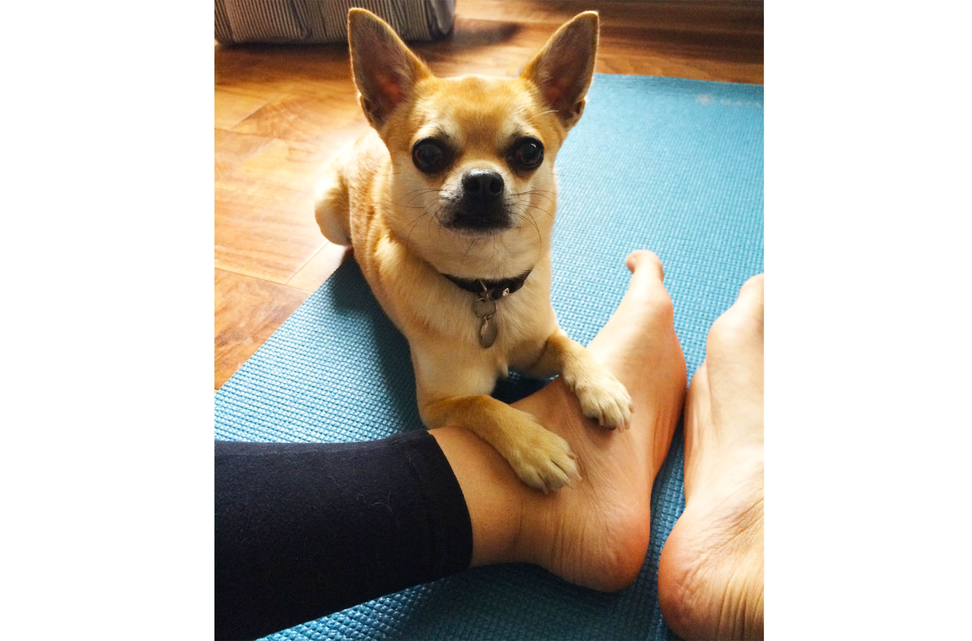 toy dogs yoga Chihuahua