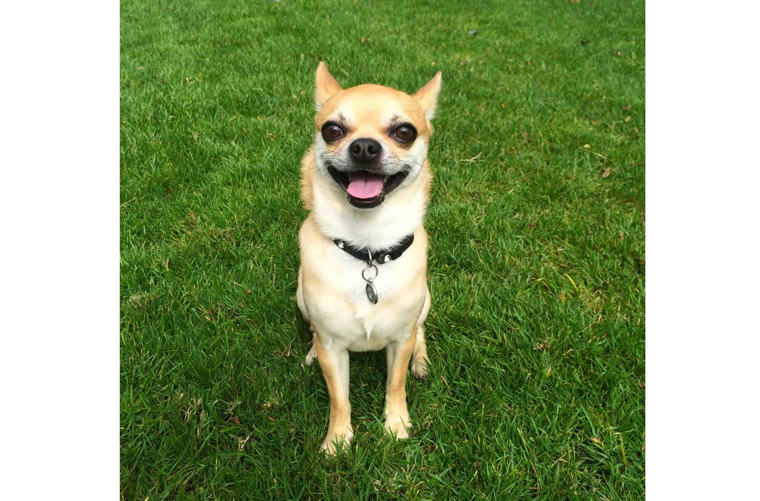 Chihuahua Behaviour Checklist With Some Funny Dog Stories!