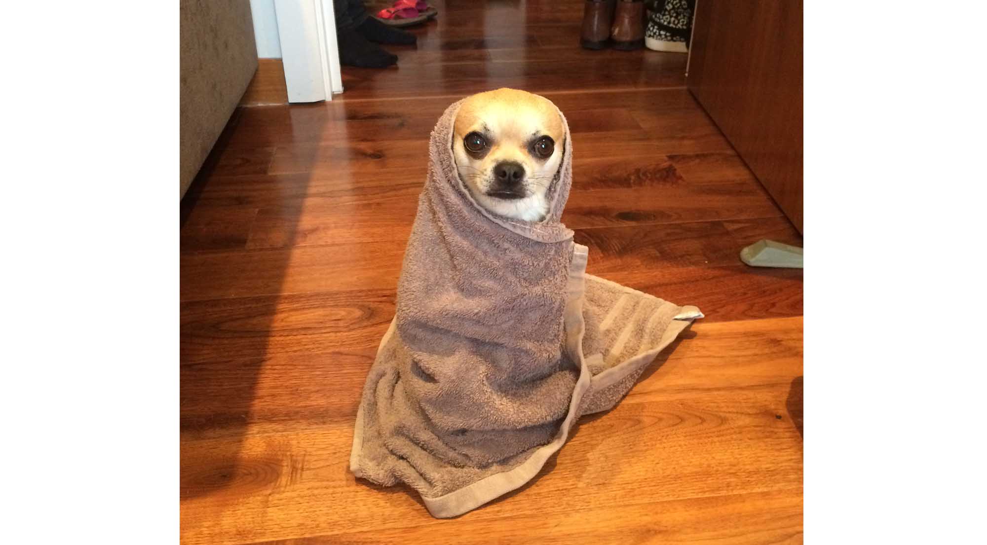 Chilliwawa cute Chihuahuas wrapped in a towel