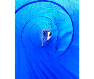 Chilliwawa first tunnel dog agility training