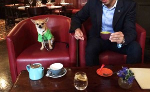 Chilliwawa dog blog having a coffee