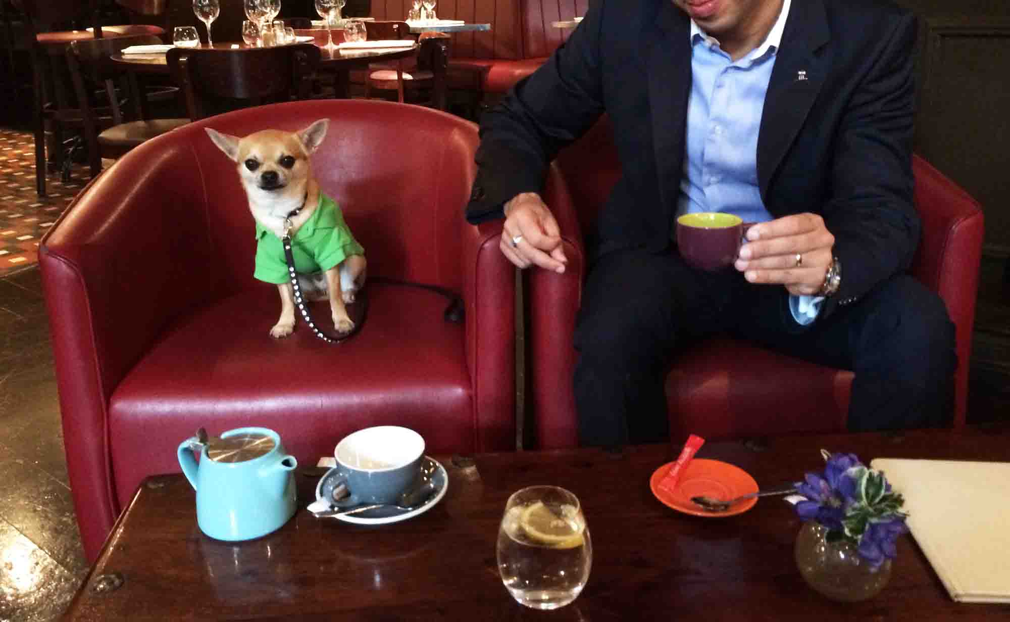 Dog blog with a job: coffee time!
