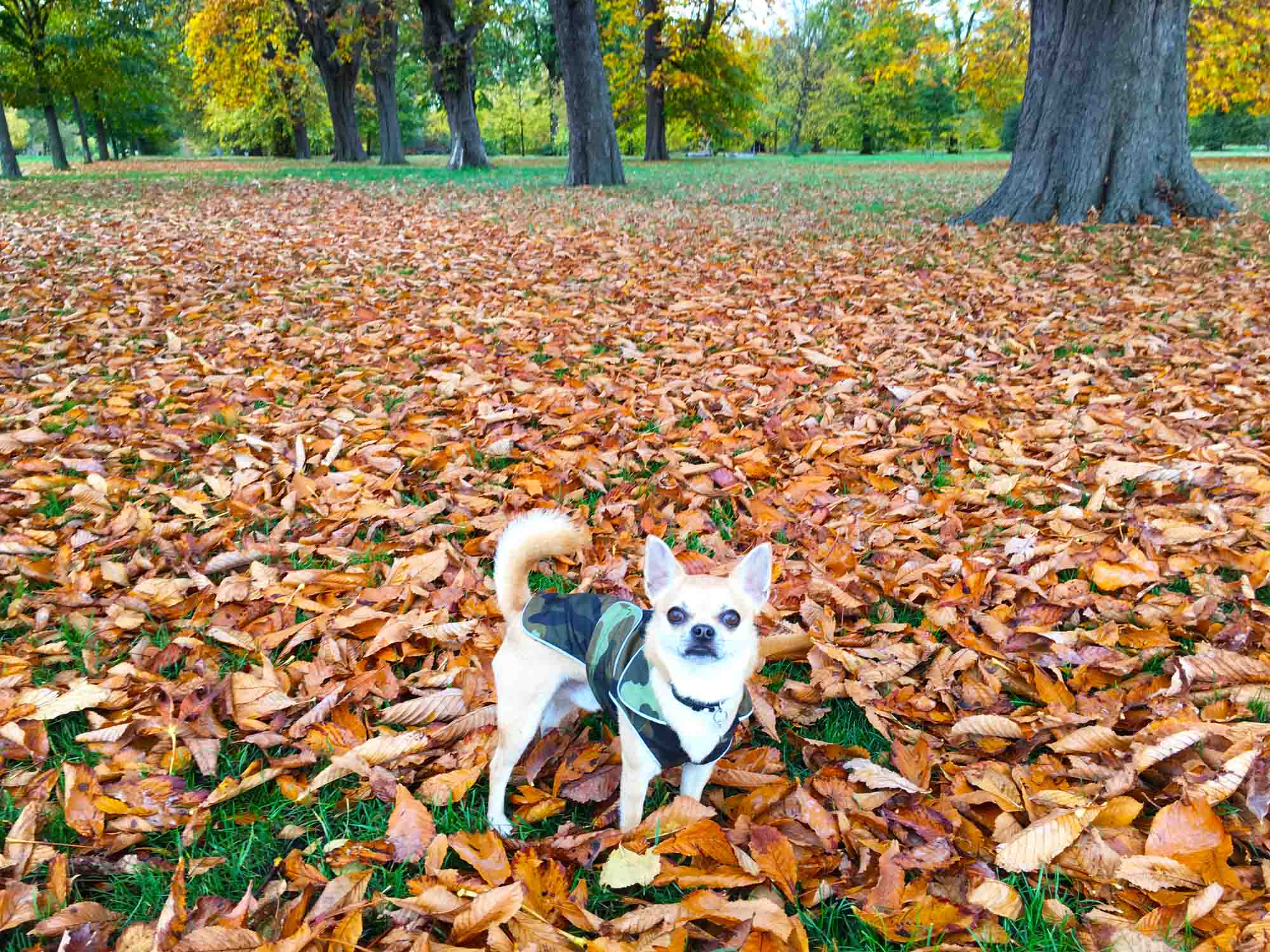 Chilli Chihuahua playing in the coloured leaves Hyde Park