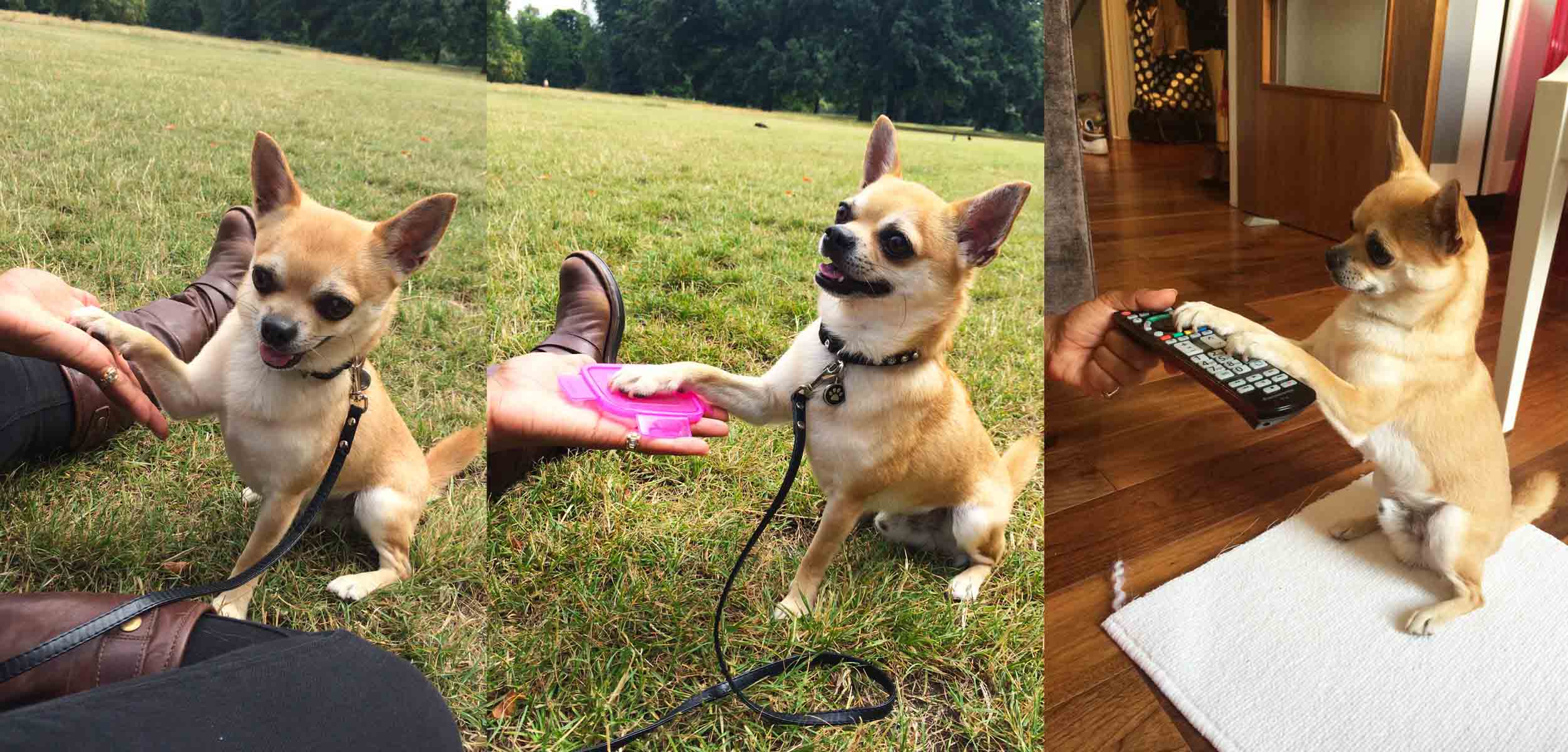 Chilli Chihuahua in dog training give paw