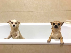 Chilli Chilliwawa and Lucy having a bath