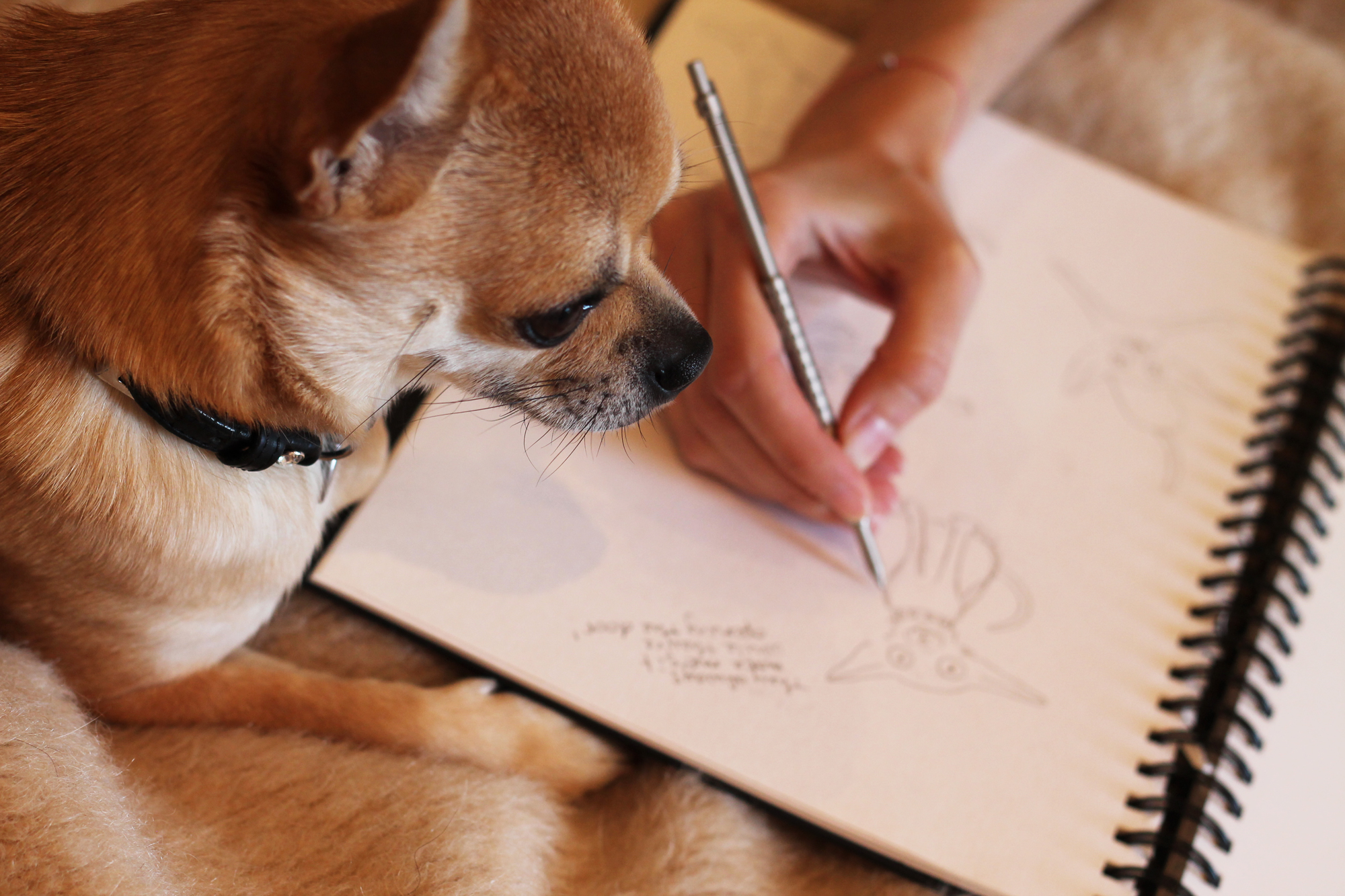 Dog Blog Illustrations!