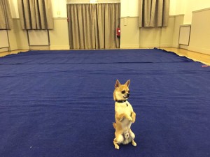 My first heelwork to music group class dog training