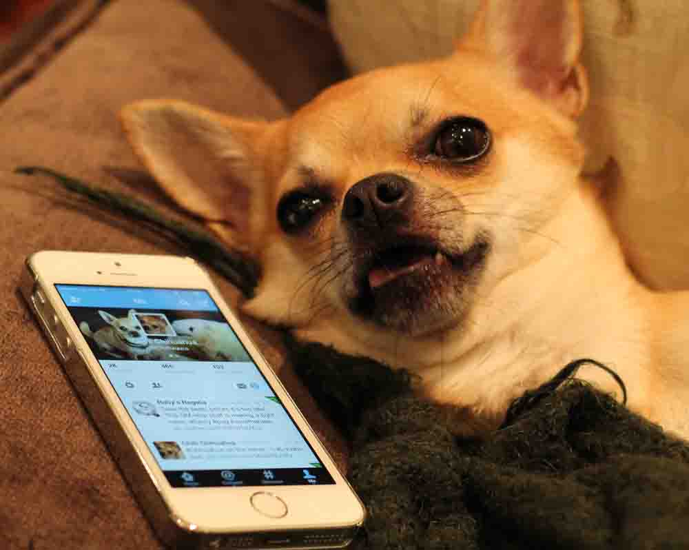 #twitterdown even for Dog Blog!