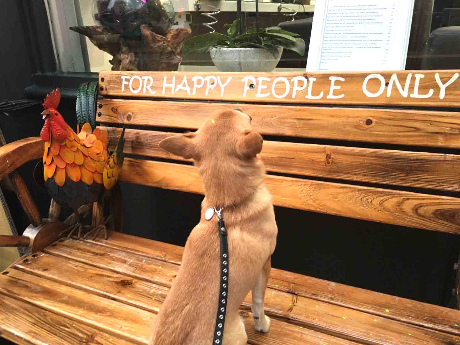 Chilli Chihuahua Chilliwawa on happy bench
