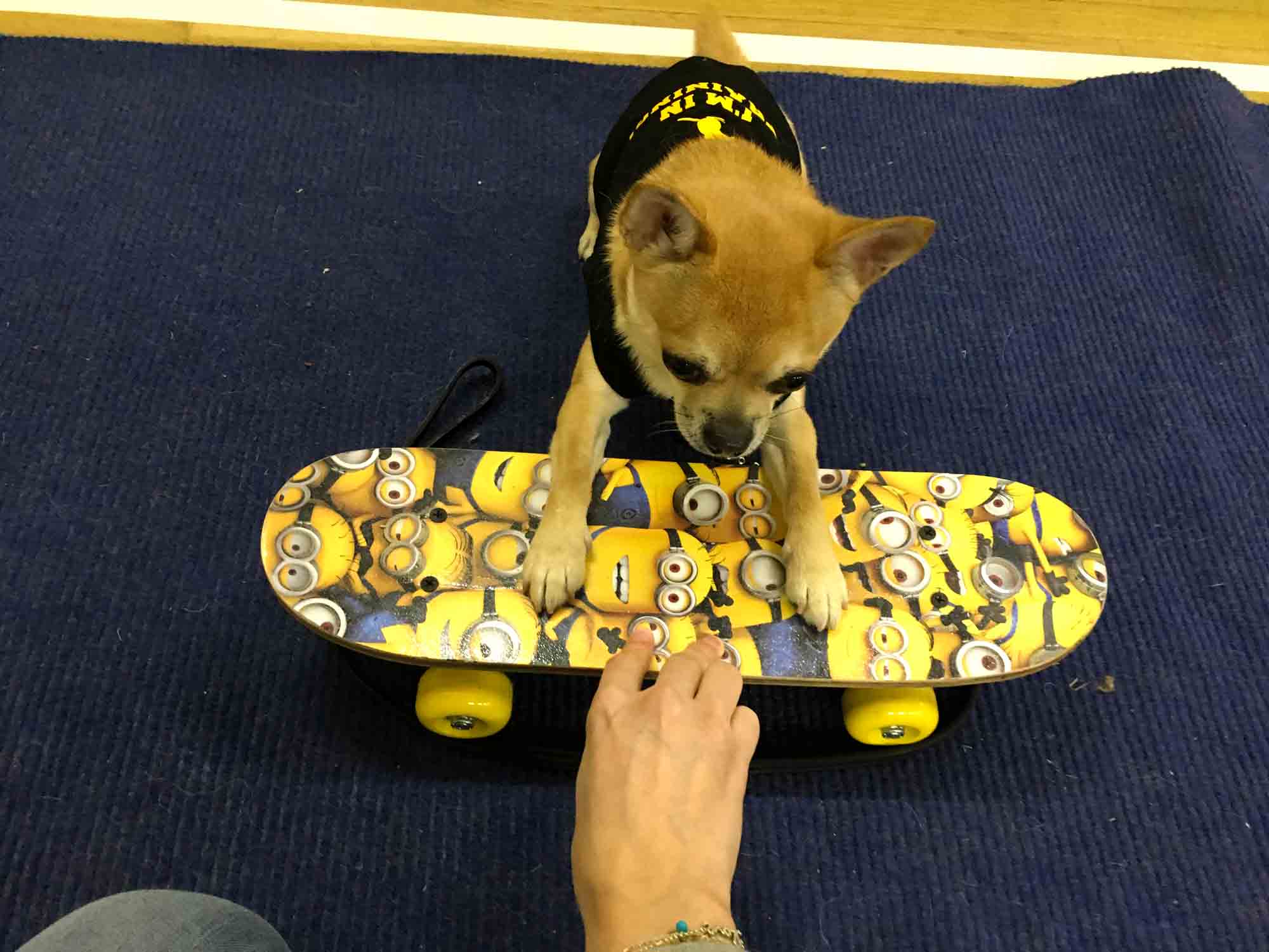 Chilli Chihuahua testing a skateboard