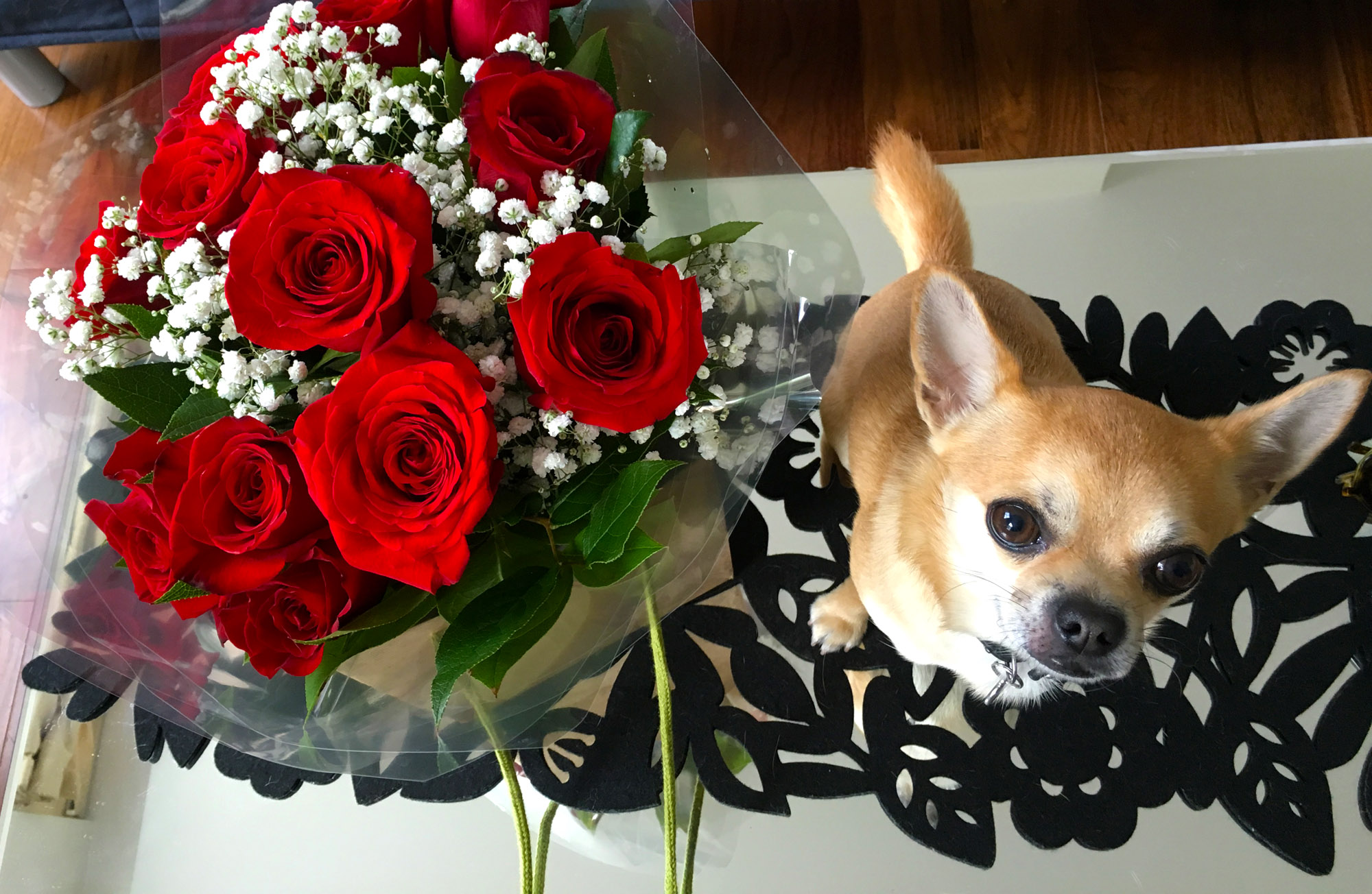 Chilli Chihuahua Valentine's Day