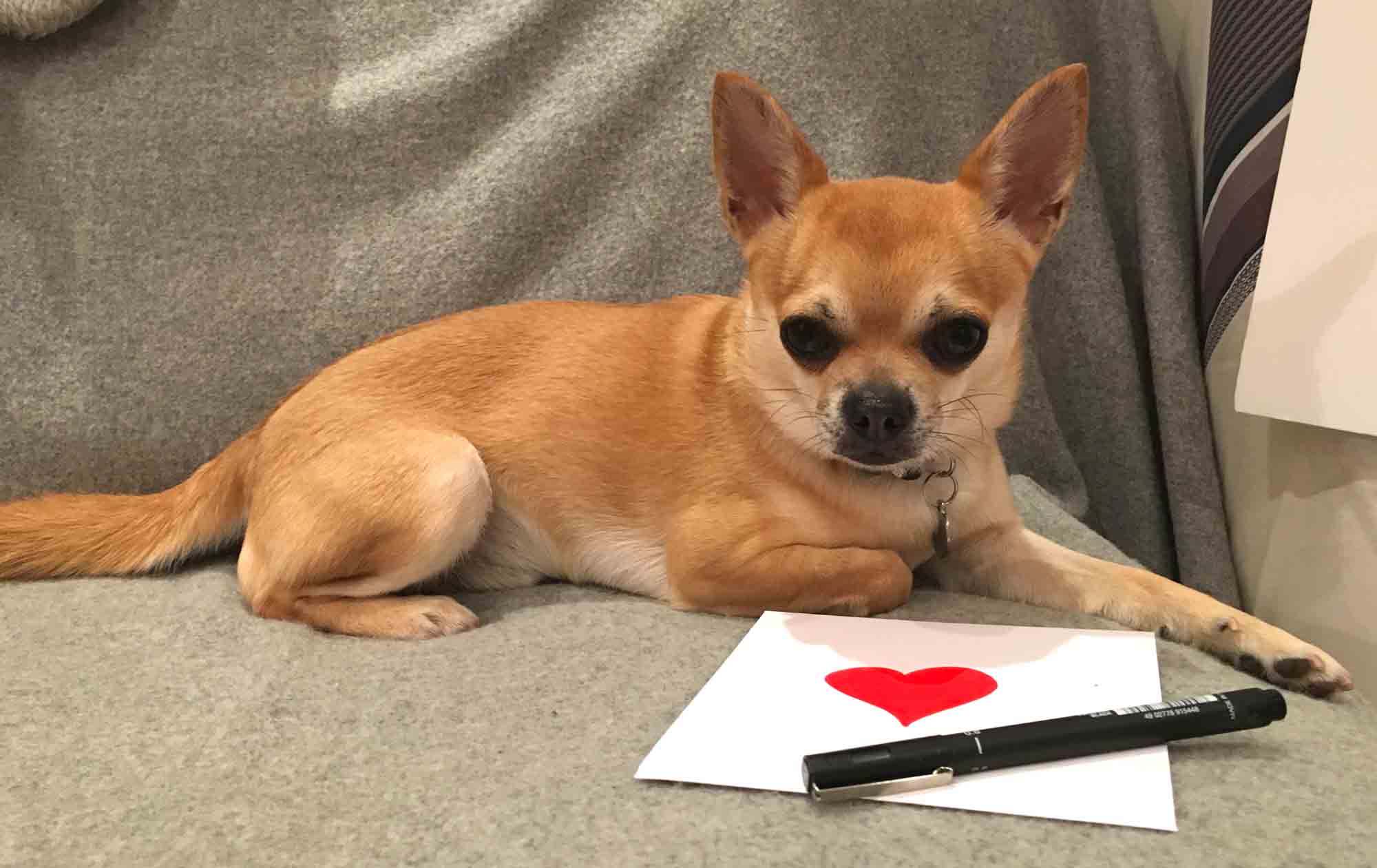 Chilli Chihuahua Chilliwawa getting a fan mail