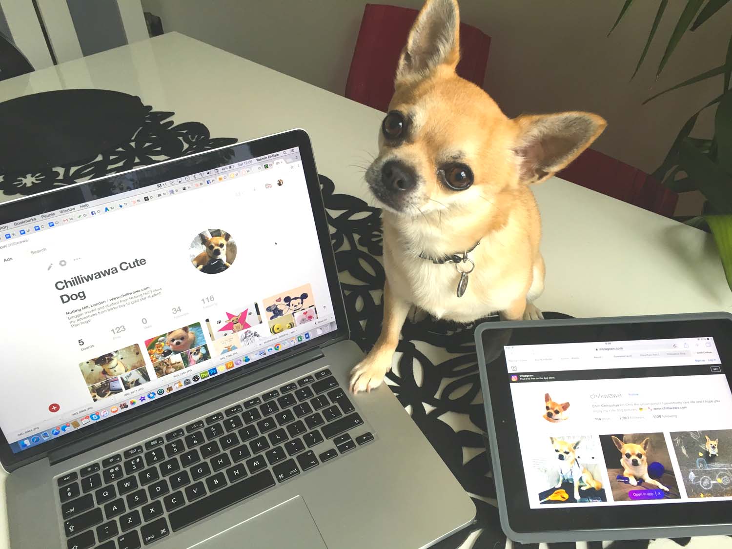 Media Dog Interviews Pinterest Queen!