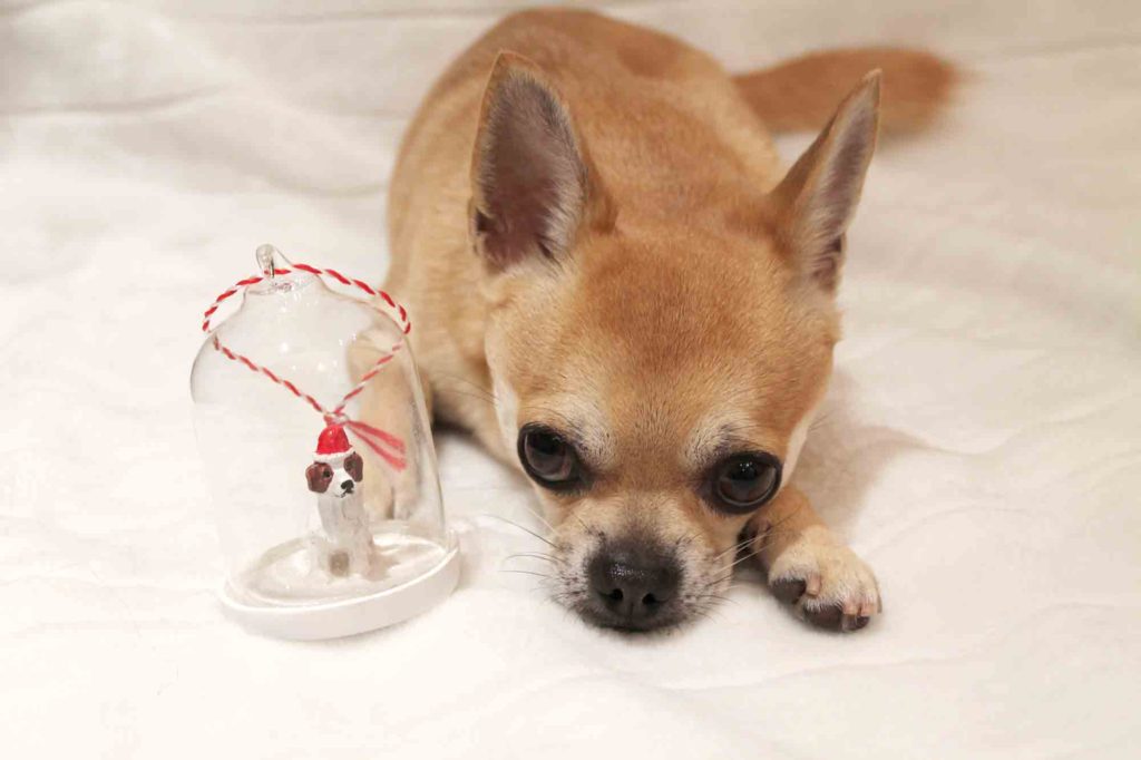 Chilli with a glass bauble dog Christmas ornament