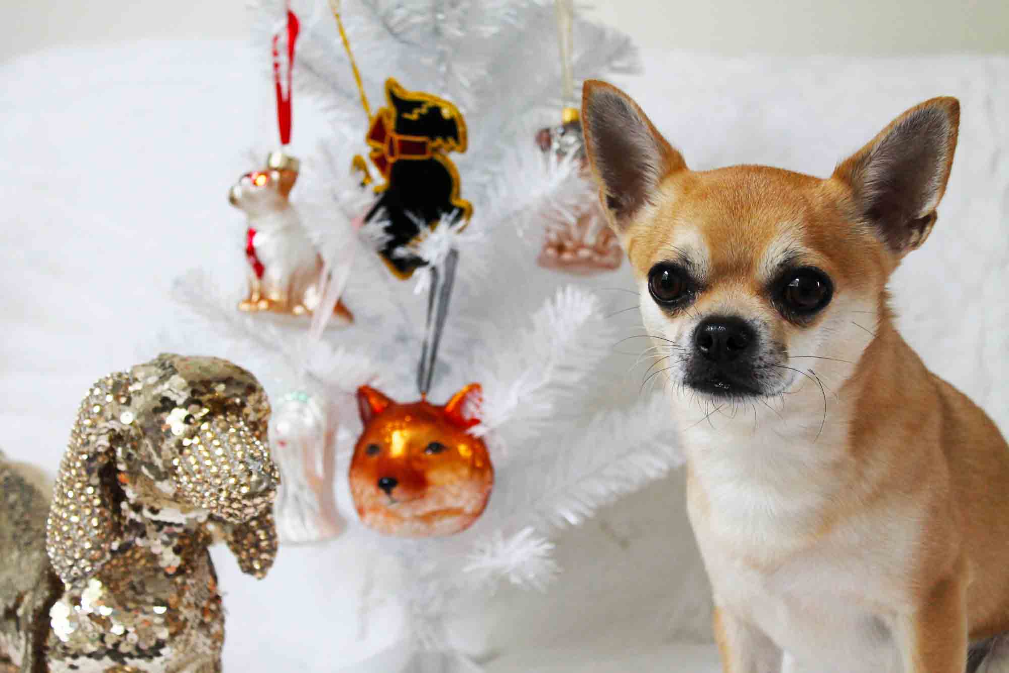 Chilli and his John Lewis Christmas Dog ornaments