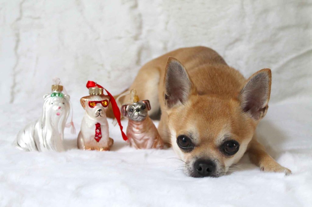 Chilli with John Lewis dog christmas decorations