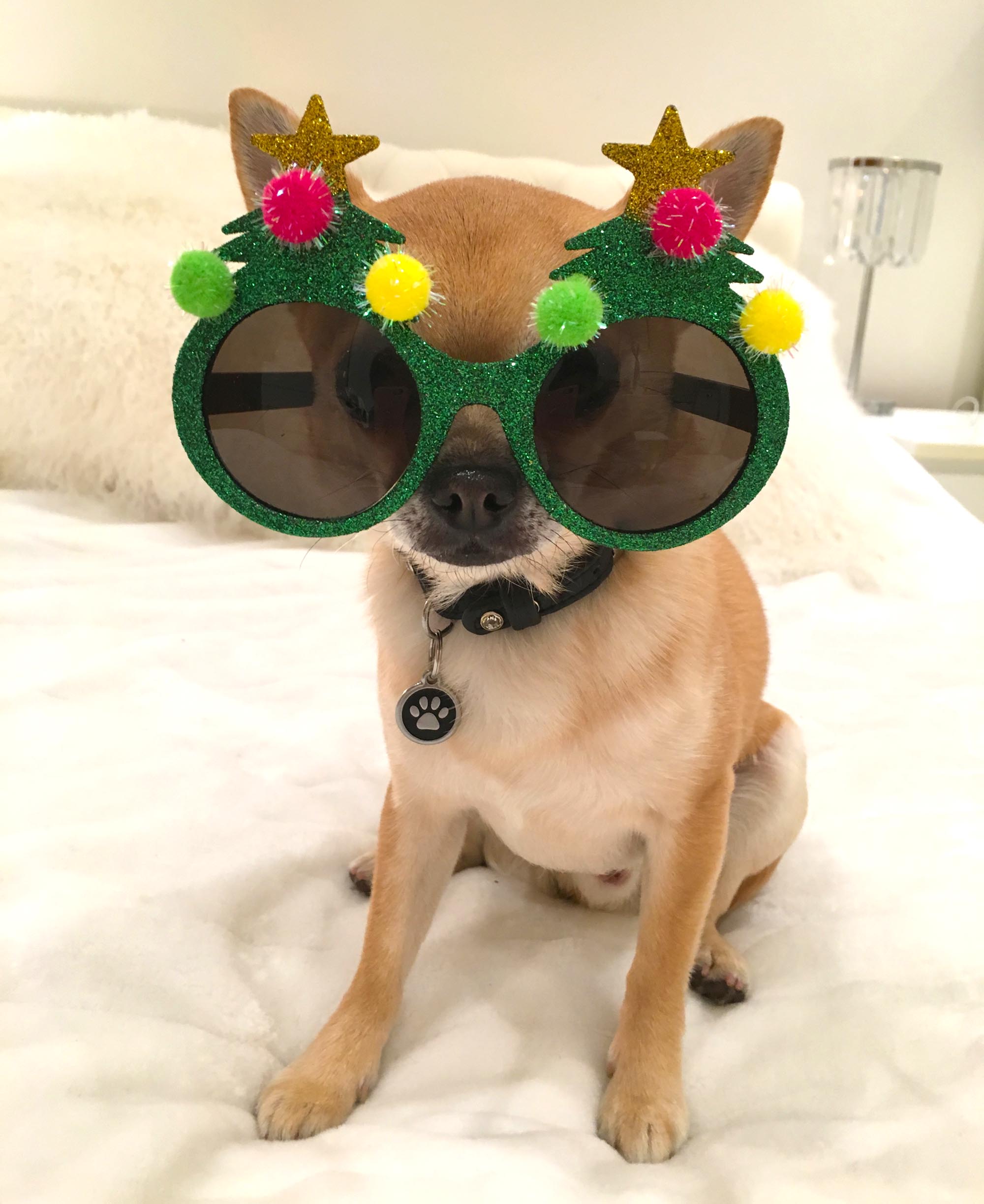 Chilli Chihuahua wearing Xmas tree glasses