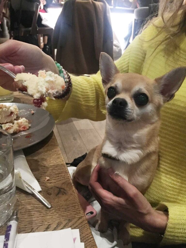 Chilli Chihuahua and the birthday cake