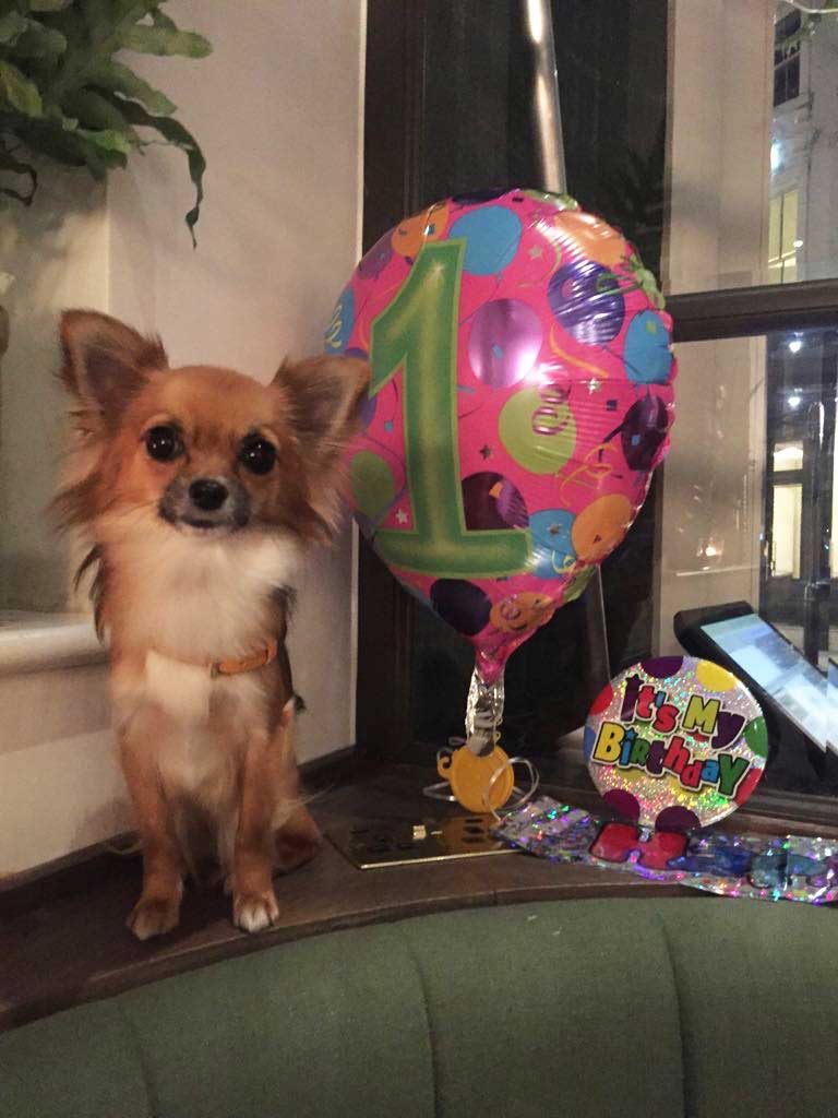 Birthday Chihuahua at Farmacy