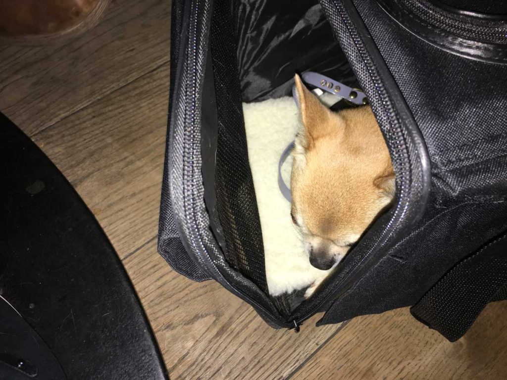 Chilli Chihuahua in his bag