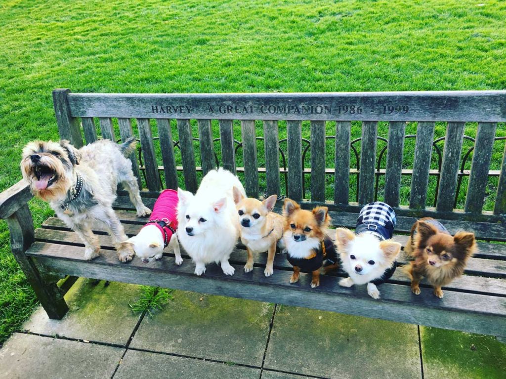 Chilli Chihuahua and his friends
