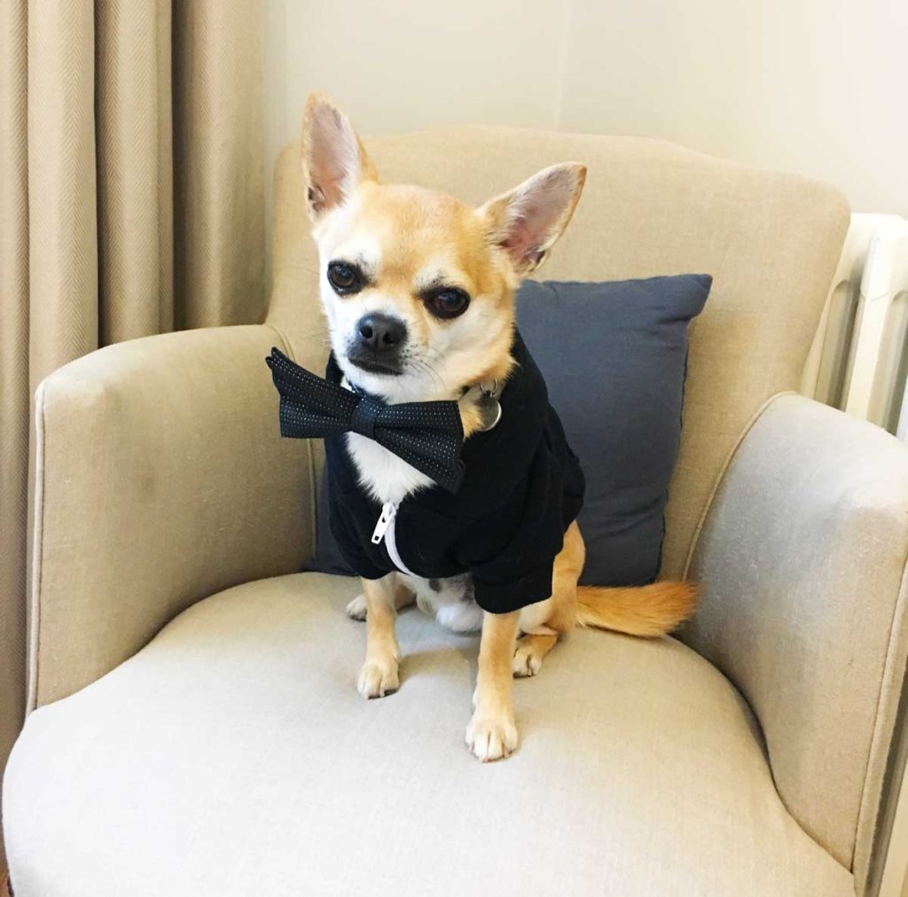 Chilli Chihuahua ready for dinner in his bowtie