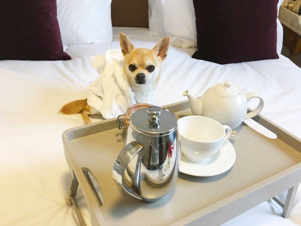 Chilli Chihuahua having breakfast in bed