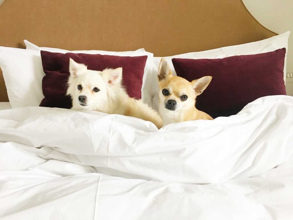 Chilli Chihuahua and girlfriend in hotel bed
