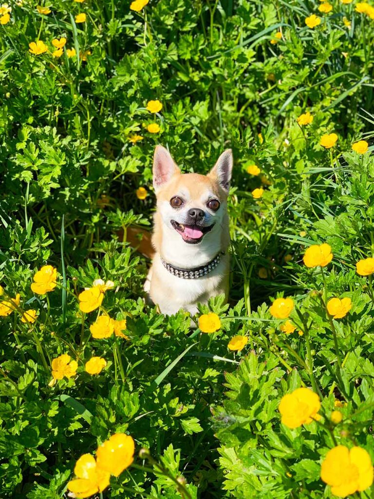 Chilli Chihuahua sitting in a field of flowers