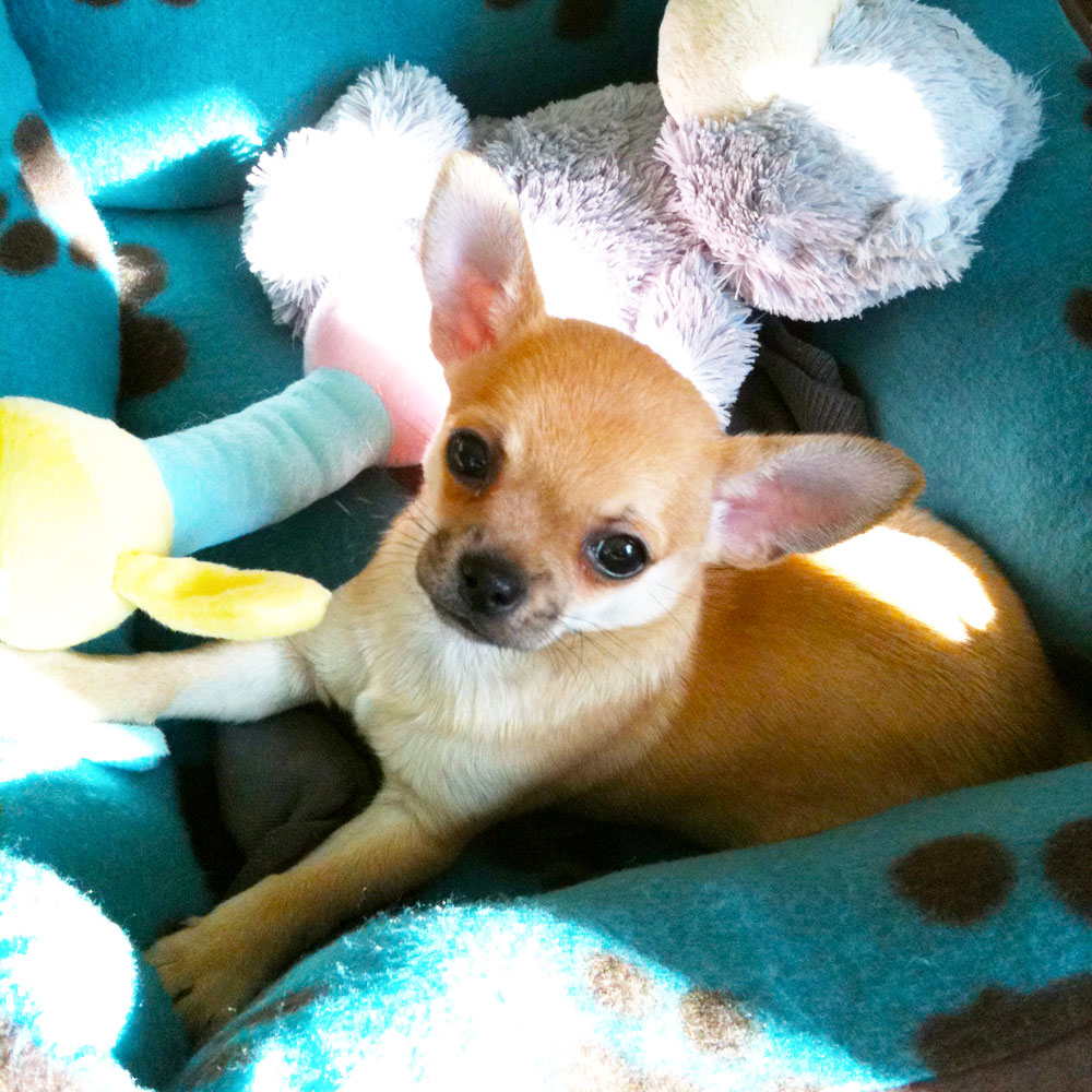 Chilli Chihuahua cute baby photo