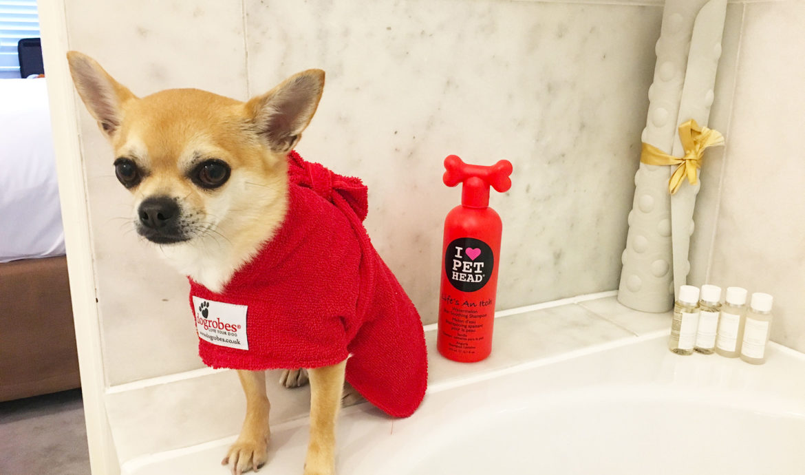 Chilli in his dogrobes robe in a hotel bathroom