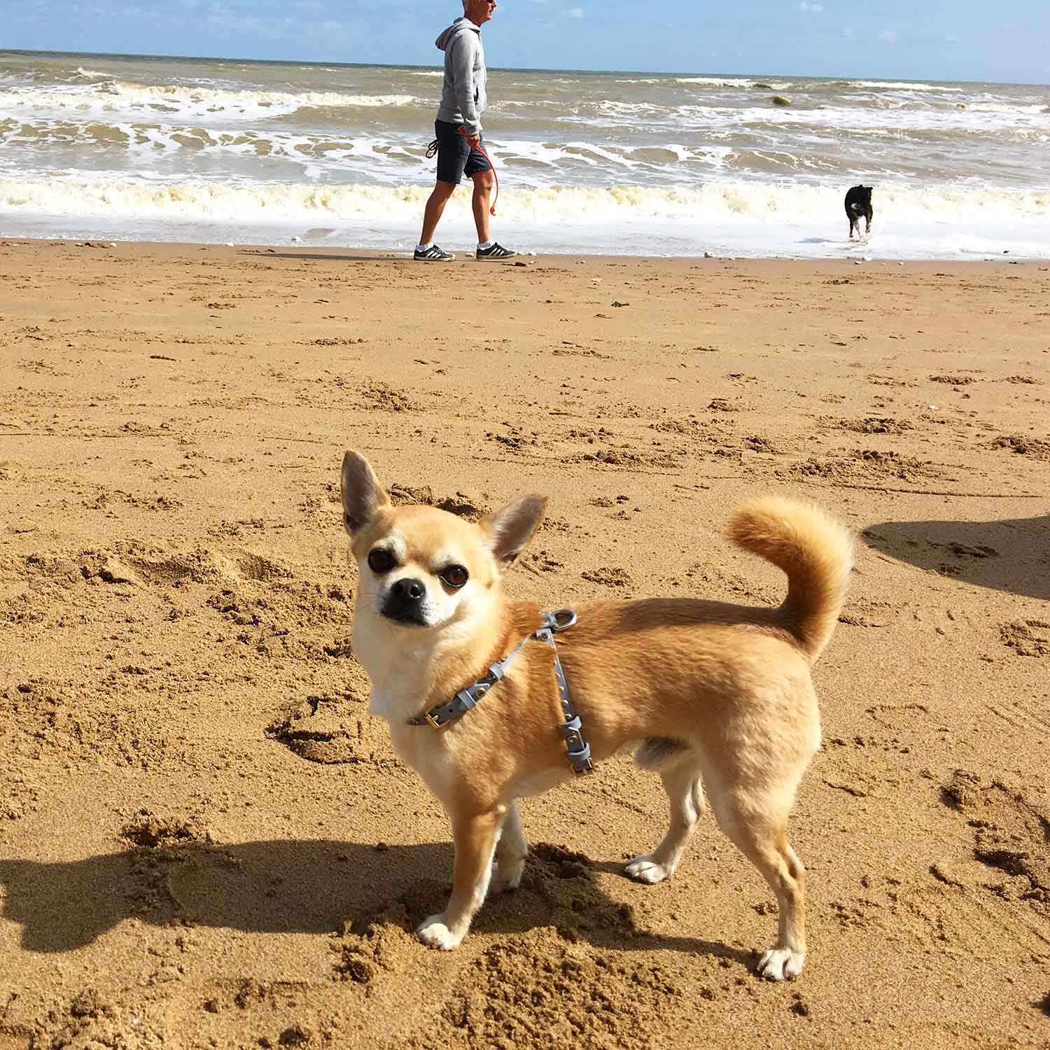 Chilli Chihuahua walking on the beach
