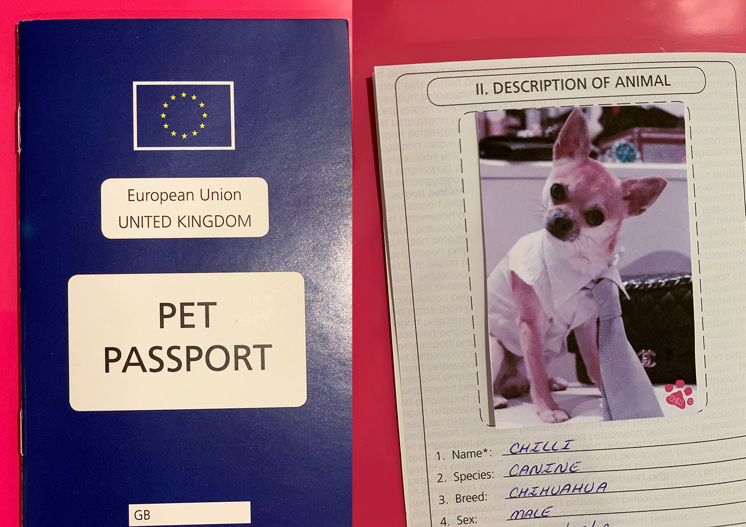 Dog pet passport