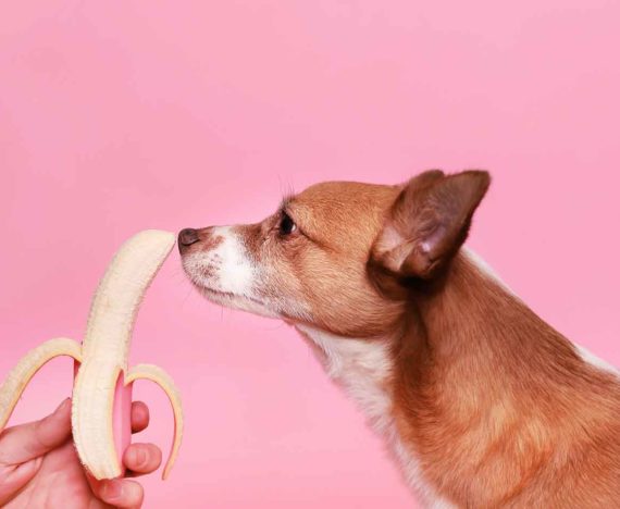 10 foods dangerous for dogs