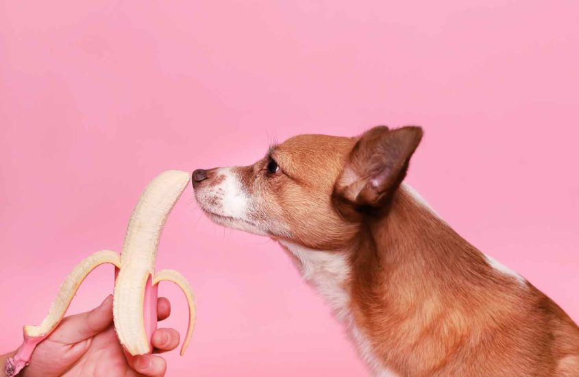 10 foods dogs should never eat!